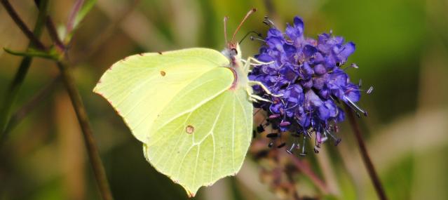 Brimstone butterfly feeding on field scabious - Amy Lewis - Amy Lewis